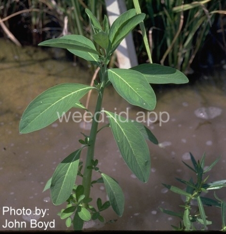 gooseweed